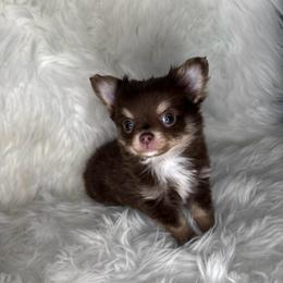 Chocolate Boy - Chocolate and tan male Chihuahua puppy in Fargo, North Dakota from Wild Prairie Chihuahuas