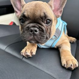 French Bulldog Puppies from Rockstar Kennel