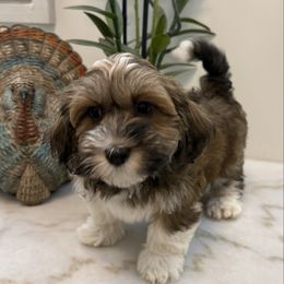 Ahri - Red sable female Havanese puppy in Semmes, Alabama from Hayden's Havanese