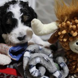 Johnny Watson - Tri-color male Bernedoodle puppy in Springfield, Missouri from Doodle Dandy Bernedoodles