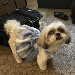 Marie - Shih Tzu
