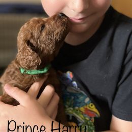 Goldendoodle Puppies from Jude’s Doods