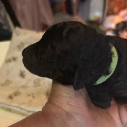 Heritage - green collar - Black female Poodle puppy in Lebanon, Ohio from Lucky's Legacy