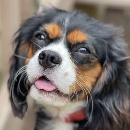 Emmie - Cavalier King Charles Spaniel