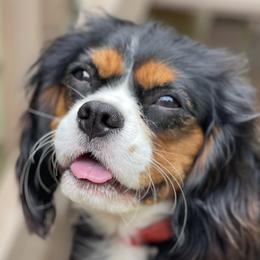 Emmie - Cavalier King Charles Spaniel