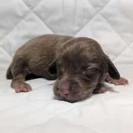 5 Rama - Cream female Dachshund puppy in Central Point, Oregon from MRS Long Dog Ranch