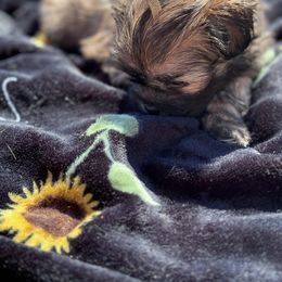 Shih Tzu and Shorkie Puppies from Shorkie & Shih Tzu Haven
