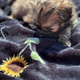 Shih Tzu and Shorkie Puppies from Shorkie & Shih Tzu Haven