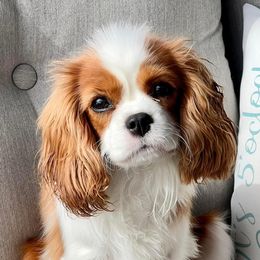 Cavalier King Charles Spaniel All Grown Up from Kristin's Cavaliers