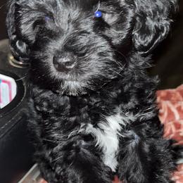 Billy (green collar) - Black male Miniature Schnauzer puppy in Port Orchard, Washington from Silver Bells Miniature Schnauzers