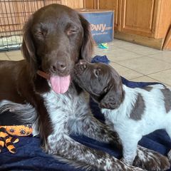 Kleine Munsterlanders from Hunting Hills Kennel