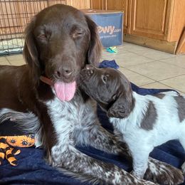 Kleine Munsterlanders from Hunting Hills Kennel