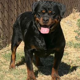 Giselle - Rottweiler