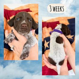Girl-purple - White and liver female German Shorthaired Pointer puppy in Macclenny, Florida from Dillon's GSPs