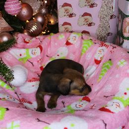 Girl 4 - Sable female Dachshund puppy in Swansea, South Carolina from Miniature Dachshunds of Happy Town