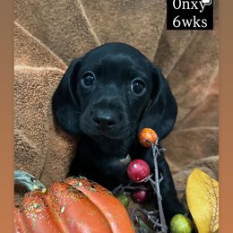 Onxy - Black male Dachshund puppy in Casselberry, Florida from Amore Mini Dachshund Breeders & More