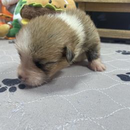 Amy - Sable female Pembroke Welsh Corgi puppy in Apison, Tennessee from Ashmore Corgis