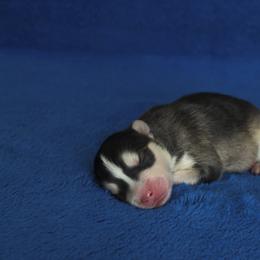 Sapphire - Black and white female Pomsky puppy in Clarkston, Utah from Red Rock Ranch Breeders