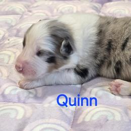 Quinn - Blue merle female Australian Shepherd puppy in Divide, Colorado from Outlaw Farm and Kennel