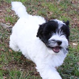 Cavalier King Charles Spaniels, Cavapoos, and Havanese from Grayfinn House
