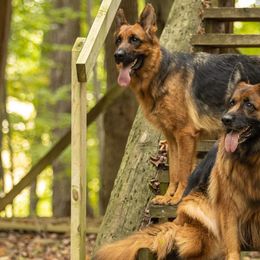 German Shepherds from Tberry GSD