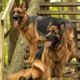German Shepherds from Tberry GSD