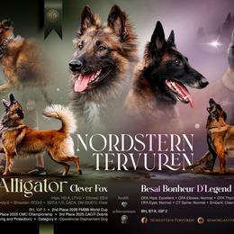 Belgian Tervuren puppies from Nordstern Tervuren