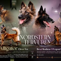 Belgian Tervuren puppies from Nordstern Tervuren