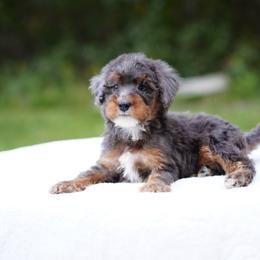That Guy - Blue merle male Bernedoodle puppy in Spokane, Washington from Doodle Love