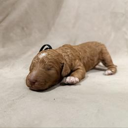 Simba - Black Band Boy - Apricot male Poodle puppy in Plainfield, New Jersey from Caris Paws Poodles and Labradoodles