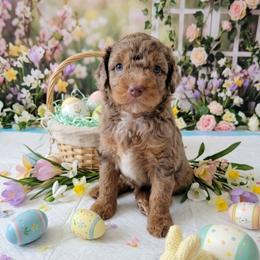 Tulip - Red merle female Aussiedoodle puppy in Prescott Valley, Arizona from Ramirez Family Doodles