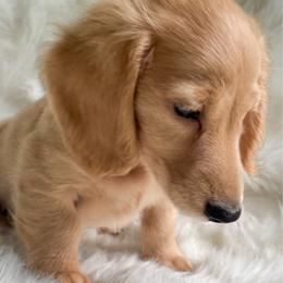 Hondo - Cream male Dachshund puppy in Sumrall, Mississippi from Huckleberry Tails