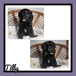 Tilly - Black female Schnoodle puppy in Lebanon, Missouri from Cedar Glades Canines