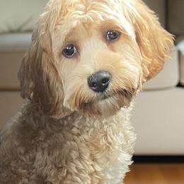 Cavapoos, Dachshunds, and Pembroke Welsh Corgis from Patrick's Puppies