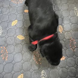 Boy 7 - German Shepherd puppy from Cottonwood Kennel