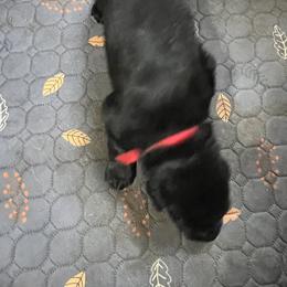 Boy 7 - German Shepherd puppy from Cottonwood Kennel