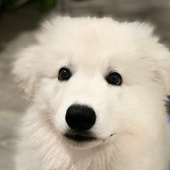 Hula Moon's Dakota (Sachi) - White Berger Blanc Suisse puppy in Aiea, Hawaii from Hula Moon Berger Blanc Suisse