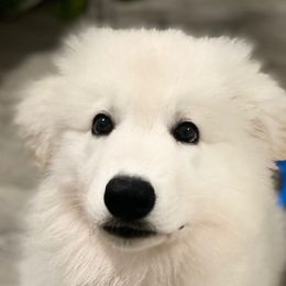 Hula Moon's Dakota (Sachi) - White Berger Blanc Suisse puppy in Aiea, Hawaii from Hula Moon Berger Blanc Suisse