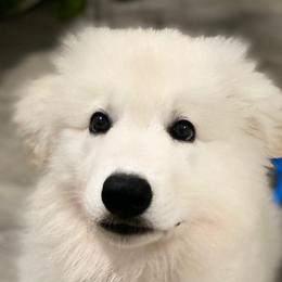 Hula Moon's Dakota (Sachi) - White Berger Blanc Suisse puppy in Aiea, Hawaii from Hula Moon Berger Blanc Suisse
