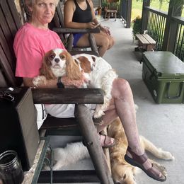 Hazel - Cavalier King Charles Spaniel