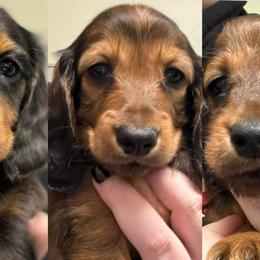 Dachshund Puppies from EntityDachs