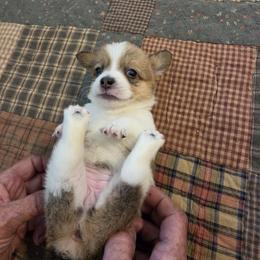 Girl 2 - Sable female Pembroke Welsh Corgi puppy in Collinsville, Mississippi from Lindsey's Lovely Little Corgis