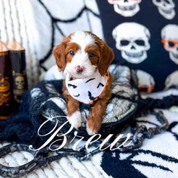 Brew - Red  male Goldendoodle puppy in Springville, Utah from Happy Doodle