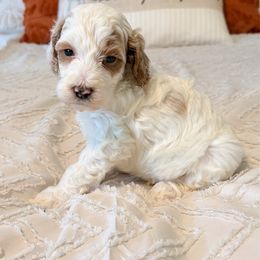 Tucker - Parti male Goldendoodle puppy in Sallisaw, Oklahoma from Huddle Puppies