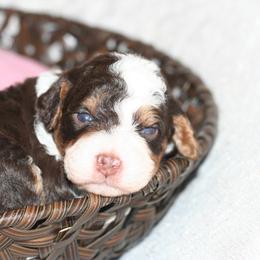 Bernedoodle Puppies from Sparling's Doodles