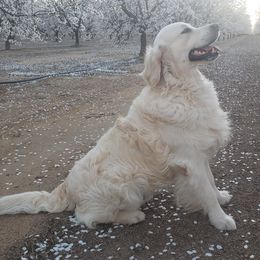 Knightley - Golden Retriever