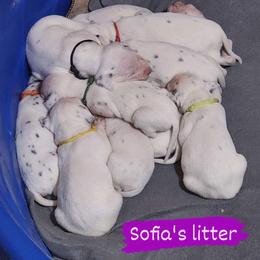 Dalmatian Puppies from Spotty Bottom Dalmatians