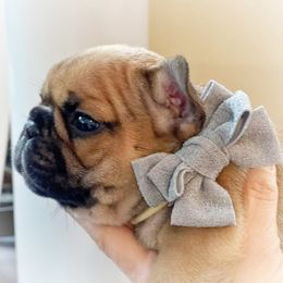 French Bulldog Puppies from Frenchies Of Central Oregon