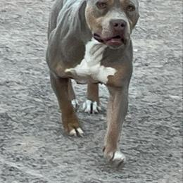 CHECKMATE - American Bully