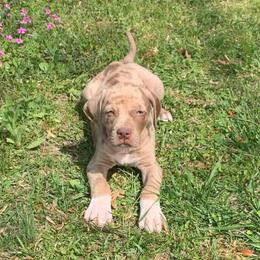 Male 4 - Red merle male Catahoula Leopard Dog puppy in Gadsden, Alabama from Rich Cat’s
